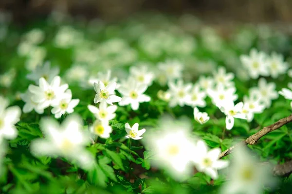Krásné divoké květiny v lese — Stock fotografie