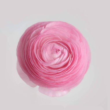 pembe ranunculus çiçeği