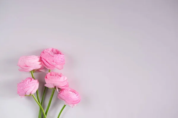 pembe ranunculus çiçeği