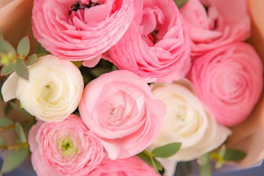 açık pembe ranunculus mavi arkaplanda