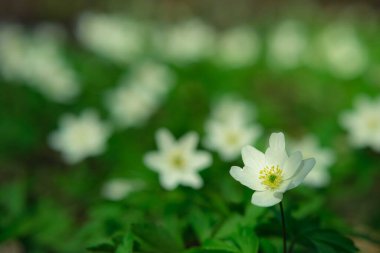 Ormanda beyaz çiçekler