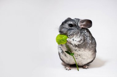 Chinchilla tutar içinde onun paws bir çiçek, krizantem. Beyaz bir arka plan üzerinde