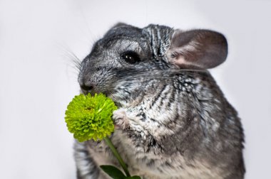 Chinchilla tutar içinde onun paws bir çiçek, krizantem. Beyaz bir arka plan üzerinde