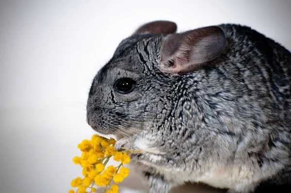 Chinchilla Sostiene Una Flor Una Mimosa Sus Patas Sobre Fondo —  Fotos de Stock