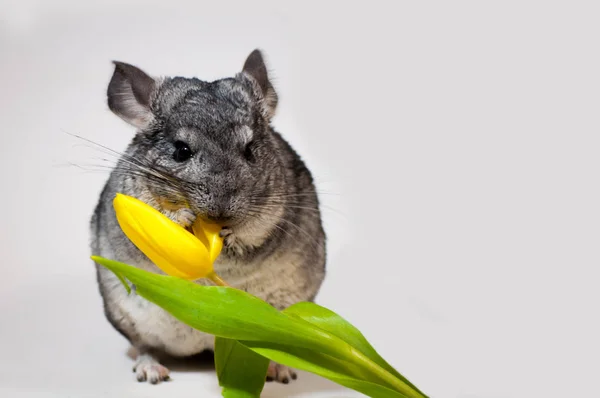 Chinchilla Tem Uma Flor Uma Tulipa Nas Patas Sobre Fundo — Fotografia de Stock