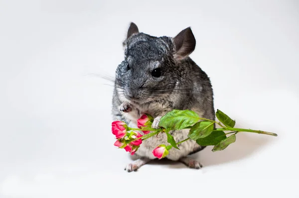 Chinchilla Holds Flower Her Paws Rose White Background — Stock Photo, Image