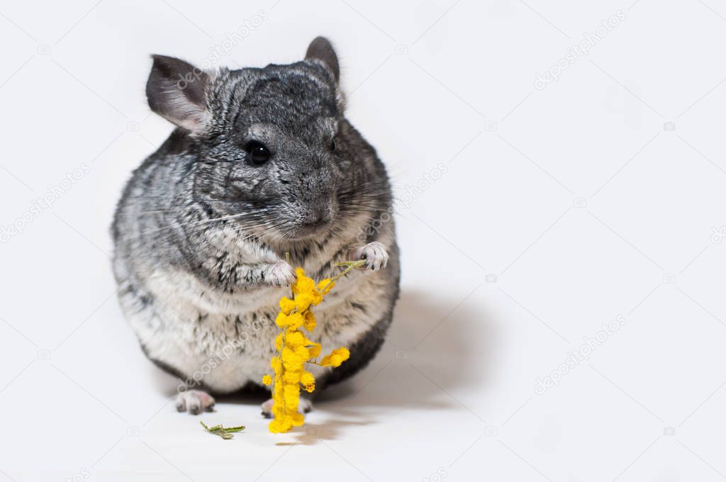 Chinchilla holds a flower, a mimosa in her paws.On a white background