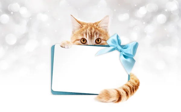 Gato jengibre con tarjeta de regalo y lazo de cinta azul — Foto de Stock