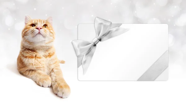 Jengibre gato y tarjeta de regalo con lazo de cinta de plata aislado en whit — Foto de Stock