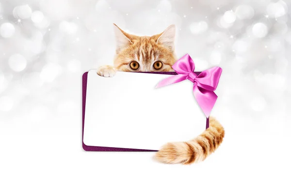 Gato jengibre con tarjeta de regalo y lazo de cinta púrpura — Foto de Stock