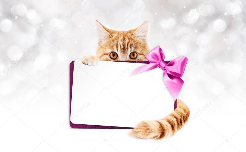 chat au gingembre avec la carte cadeau et noeud de ruban stock photo ginger cat with t card