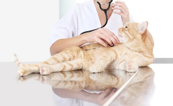 Ветеринарний лікар оглядає імбирну червону кішку на столі в v — стокове фото