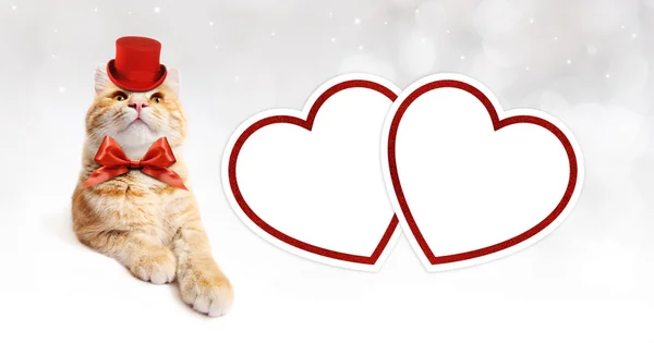 Gratulationskort med ingefära katt och röda hjärtan — Stockfoto