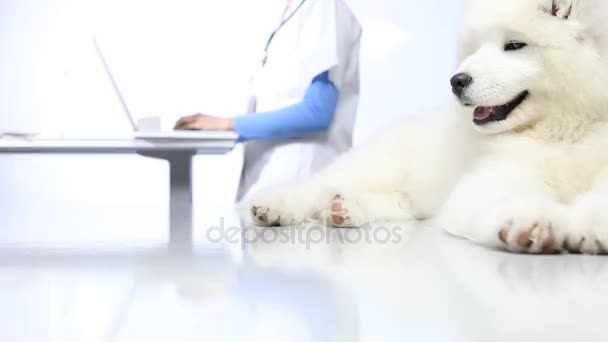 Veterinario perro examinador en la mesa en la clínica veterinaria — Vídeos de Stock