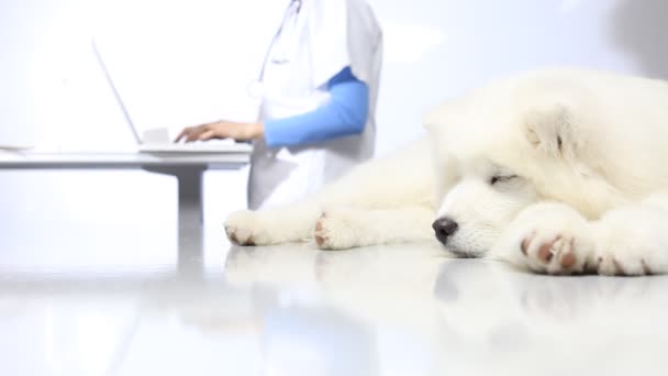 Dokter hewan memeriksa anjing di atas meja di klinik dokter hewan — Stok Video