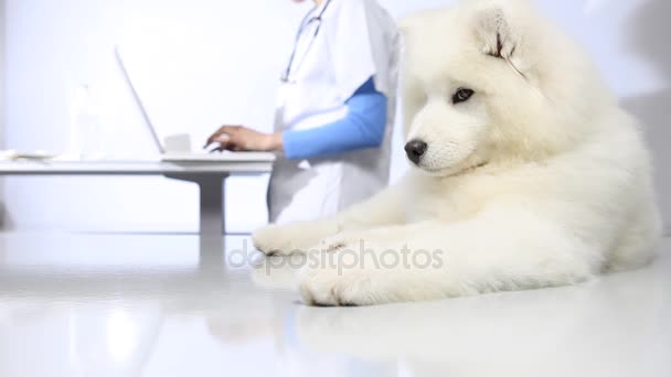 Veterinario con siringa che effettua l'iniezione di vaccino al cane presso la clinica veterinaria — Video Stock