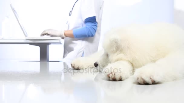 兽医检查狗兽医诊所在桌子上 — 图库视频影像