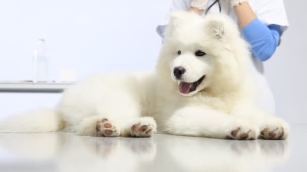Veterinární vyšetřovací psa, používá fonendoskop, na stole v veterán klinika — Stock video