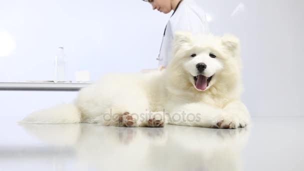 Veterinarian examining dog on table in vet clinic, and uses the computer — Stock Video