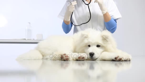 Dierenarts onderzoek hond op tafel in de kliniek van de dierenarts. examen hart, gebit, oren, bont en poot — Stockvideo