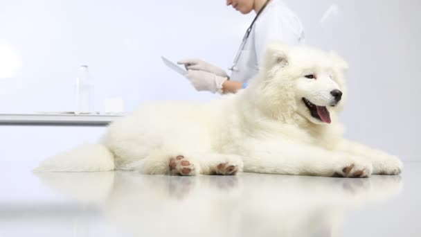 Veterinarian examining dog on table in vet clinic, and uses the digital tablet — Stock Video