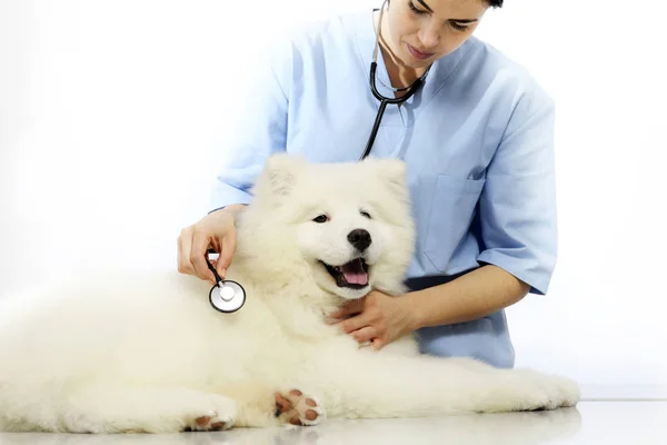 De examencommissie hond dierenarts op tafel in de kliniek van de dierenarts — Stockfoto