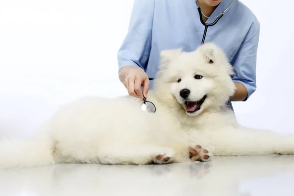 De examencommissie hond dierenarts op tafel in de kliniek van de dierenarts — Stockfoto