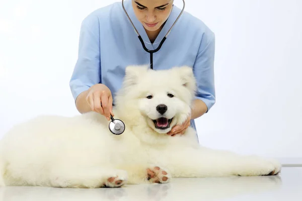 De examencommissie hond dierenarts op tafel in de kliniek van de dierenarts — Stockfoto