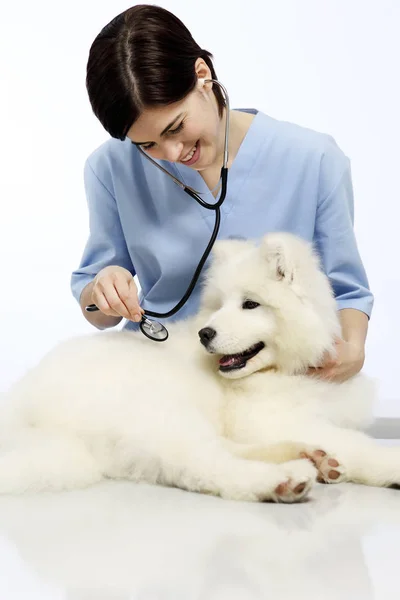 Sorridente Veterinário examinando cão na mesa na clínica veterinária — Fotografia de Stock