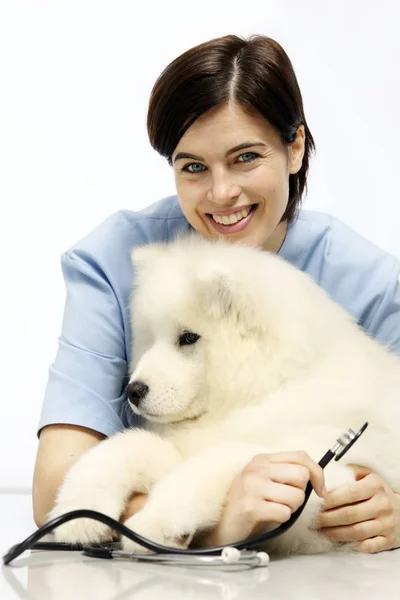 Mosolyogva állatorvos vizsgálja a kutya veterán rendelőintézet tábla — Stock Fotó
