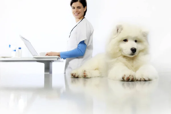 Glimlachend dierenarts onderzoek hond op tafel met computer in beroepsonderwijs en-opleiding — Stockfoto