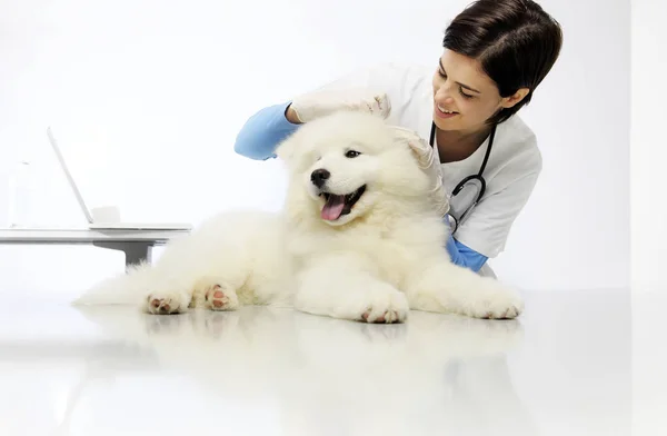 Veterinária verifica o cão orelhas sobre a mesa na clínica veterinária — Fotografia de Stock