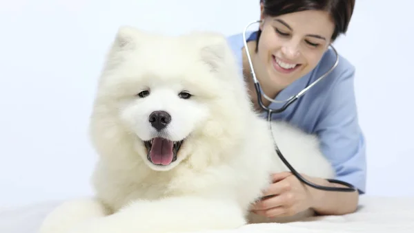 Leende veterinär undersöka hunden på bordet i veterinärklinik — Stockfoto