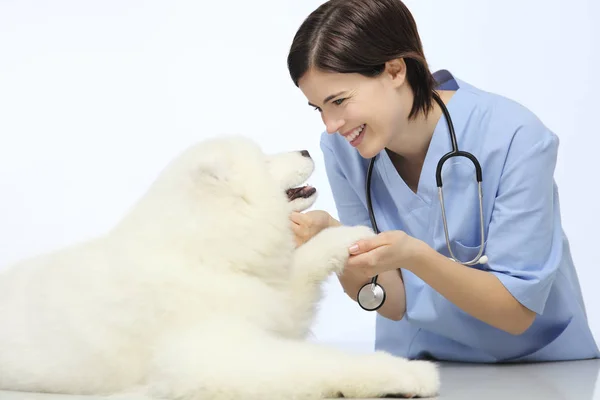 Lachende dierenarts onderzoek hond poot op tafel in de kliniek van de dierenarts — Stockfoto