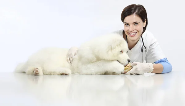 Veterinario sonriente con perro y comida, sobre mesa en clínica veterinaria , — Foto de Stock