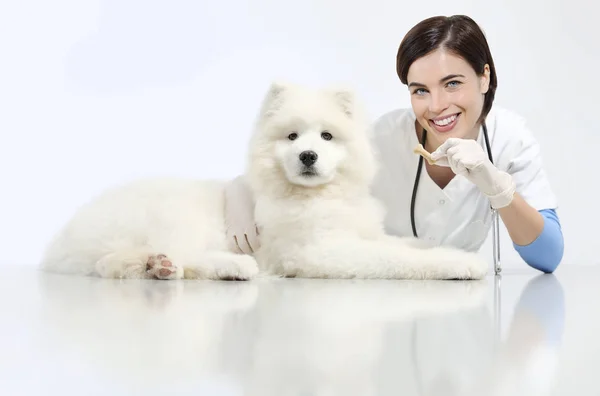 Smiling Veterinário com cão e comida, na mesa na clínica veterinária , — Fotografia de Stock