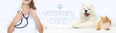 hayvan hastalıklarıyla ilgili kaygı kavramı. stetoskop, köpek ve kedi zekâ ile el