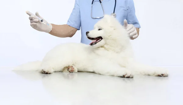 Veterinär händer gör en injektion till hunden på bordet inom yrkesutbildningen — Stockfoto