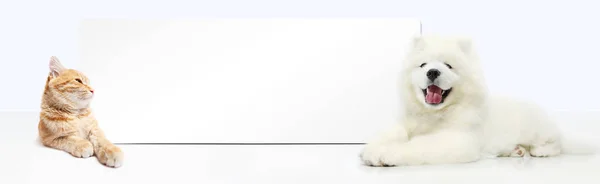 Dog and Cat with blank banner isolated on white background — Stock Photo, Image