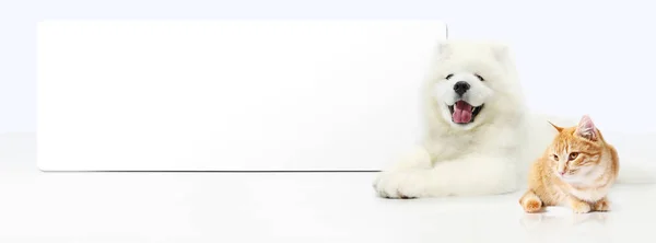 Perro y gato con banner en blanco aislado sobre fondo blanco — Foto de Stock