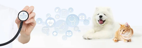 Veterinair zorgvuldigheid concept. hand met de stethoscoop-, honden- en kattenvoeders met — Stockfoto