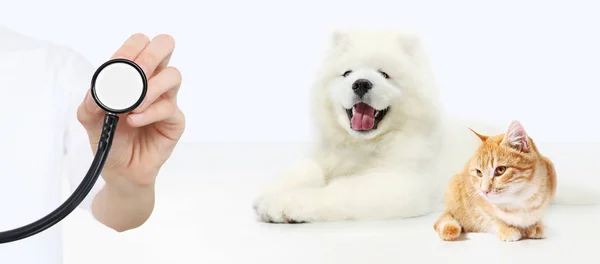 Veterinärvård koncept. hand med stetoskop, hund och katt isol — Stockfoto