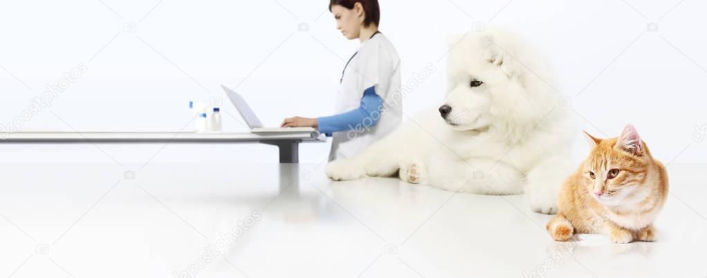 veterinarian concept. veterinary doctor, dog and cat in vet offi