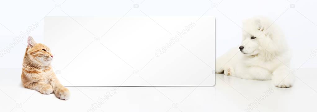 Dog and Cat with blank banner isolated on white background