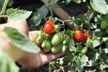 Kiraz domates, yakın çekim toplama el