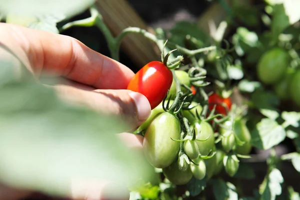 Kiraz domates, yakın çekim toplama el