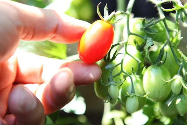 Ručně vychystávání cherry rajčátky, detail — Stock fotografie