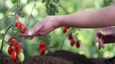 Eller dokunuşlar bitki kiraz domates, kalite kontrol ve sebze bahçesi tedavi