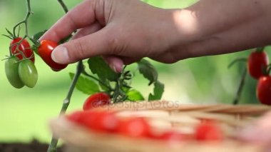 Hasır sepet ile sebze bahçesinde bitki domates toplama el