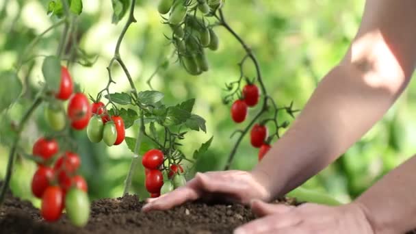 Hände bearbeiten den Boden von Kirschtomaten im Gemüsegarten — Stockvideo